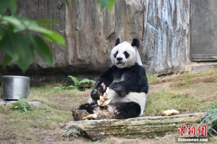 35岁大熊猫“安安”在港接受安乐死：生前健康恶化，等同人类105岁